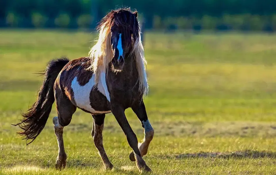 蒙古队选手表现出色,勇往直前 蒙古队选手表现出色,勇往直前