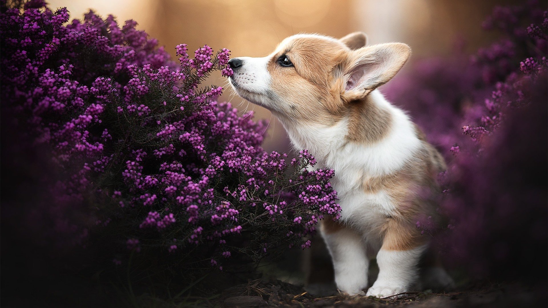 冰岛铁血压制毕尔巴鄂，阿坎吉惊艳四座诠释北欧足球新篇章